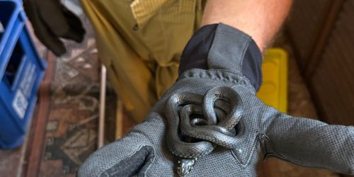 Feuerwehr rettet ungewöhnlichen 